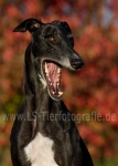 37 Farbenspiel